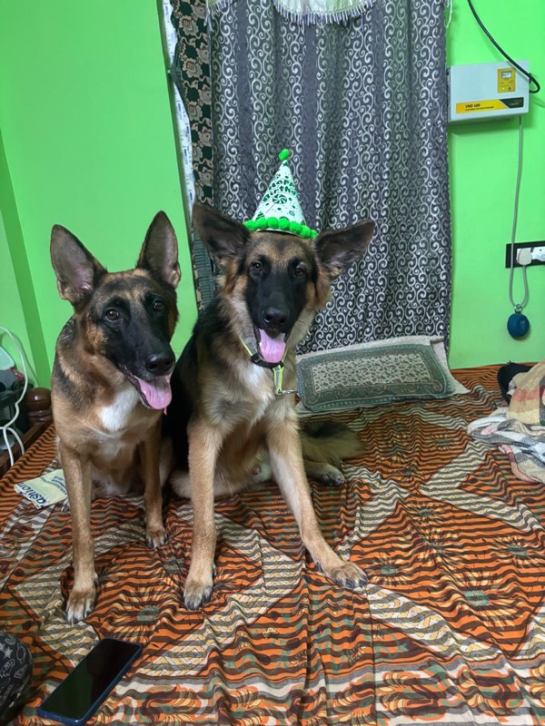 PS Pet Care - Professional Pet Daycare Services Happy dogs and cats enjoying professional daycare services at PS Pet Care facility in Chennai, Tamil Nadu